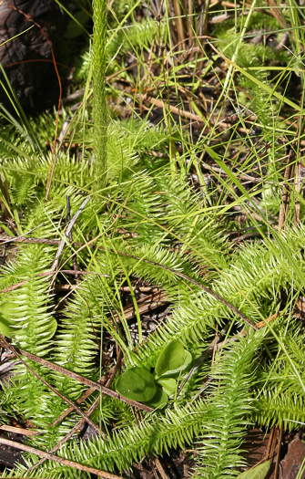 image of Lycopodiella prostrata, Featherstem Clubmoss, Prostrate Bog-clubmoss