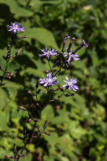 Lactuca biennis, Tall Blue Lettuce, Blue Wood Lettuce