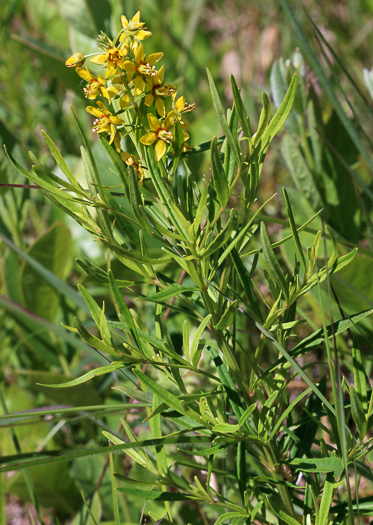 image of Lysimachia loomisii, Carolina Loosestrife, Loomis's Loosestrife