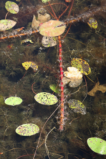 image of Myriophyllum heterophyllum, Southern Water-milfoil, Variable-leaf Water-milfoil