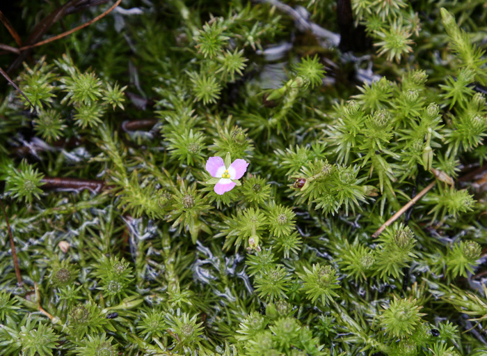 Mayaca fluviatilis, Stream Bogmoss