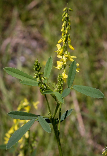 Melilotus indicus, Small Melilot, Sourclover, Indian Sweetclover, Alfalfilla