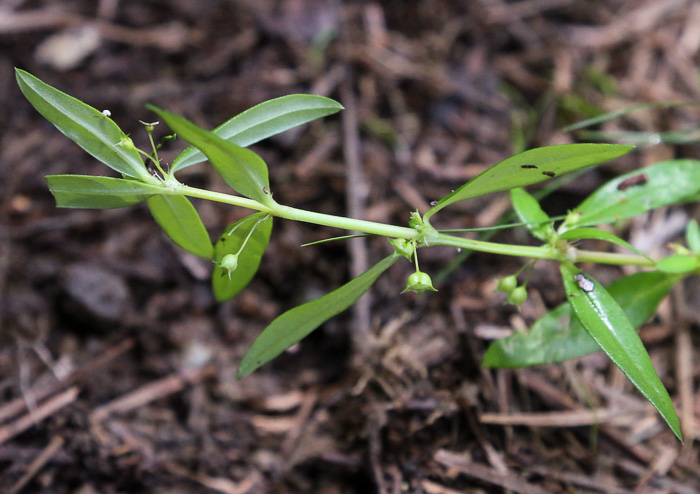 image of Oldenlandia corymbosa, Diamond-flower, Flattop Mille-graines