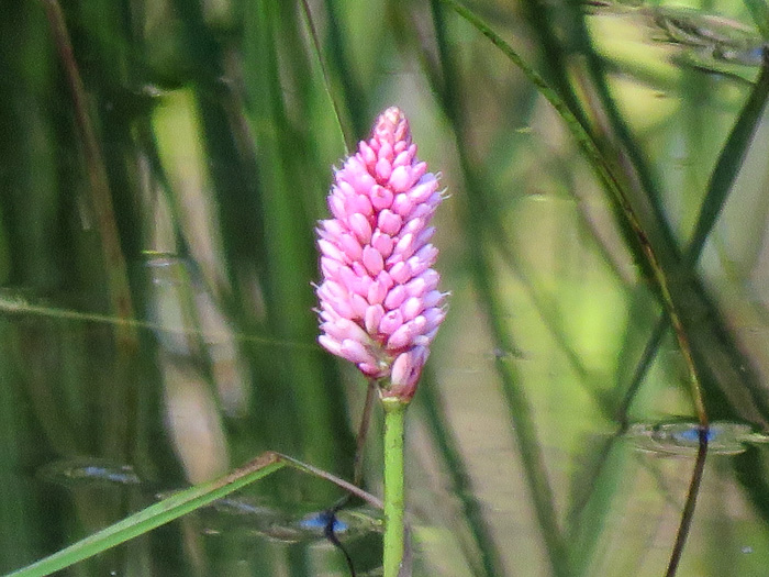 image of Persicaria amphibia ssp. laevimarginata, Water Smartweed, Scarlet Smartweed