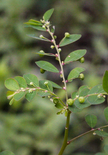 image of Phyllanthus caroliniensis, Carolina Leaf-flower