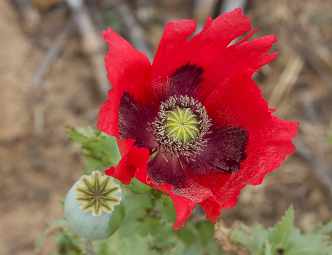 Opium Poppy