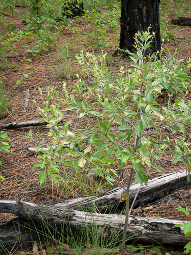 image of Pediomelum canescens, Buckroot, Eastern Prairie-turnip, Hoary Scurfpea, Pineland-turnip