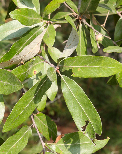 image of Quercus incana, Bluejack Oak