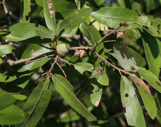 image of Quercus incana, Bluejack Oak