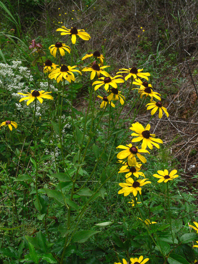 image of Rudbeckia heliopsidis, Sunfacing Coneflower, Pineywoods Coneflower