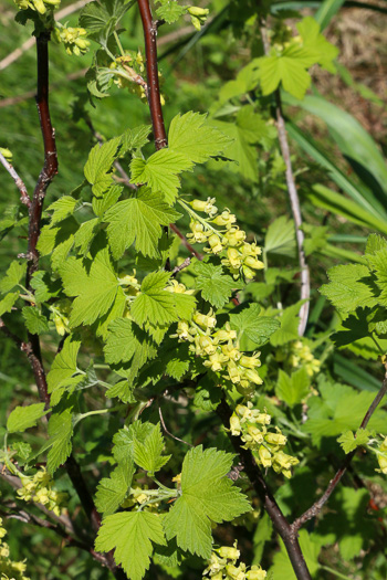 image of Ribes americanum, Wild Black Currant, American Black Currant