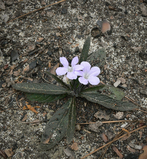 image of Ruellia ciliosa, Sandhills Wild-petunia, Dwarf Wild-petunia