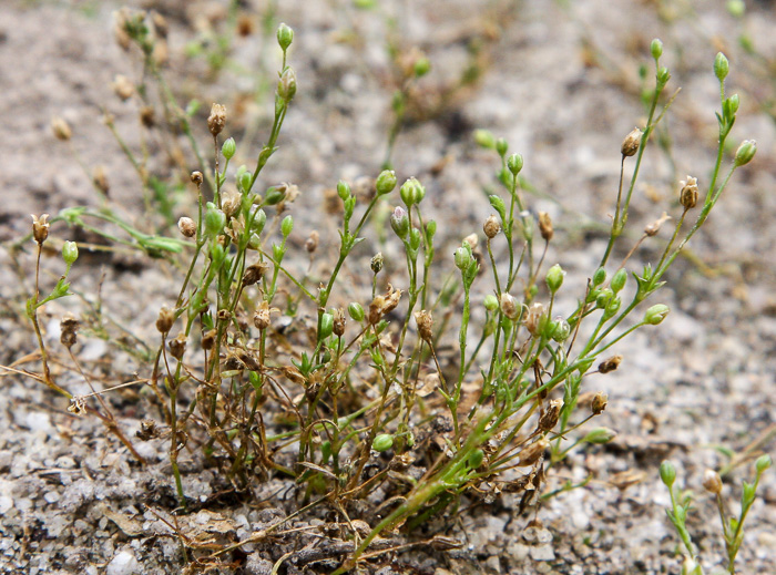 image of Sagina decumbens, Trailing Pearlwort, Eastern Pearlwort, Annual Pearlwort