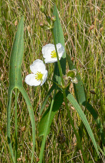 image of Sagittaria engelmanniana, Engelmann's Arrowhead, Blackwater Arrowhead