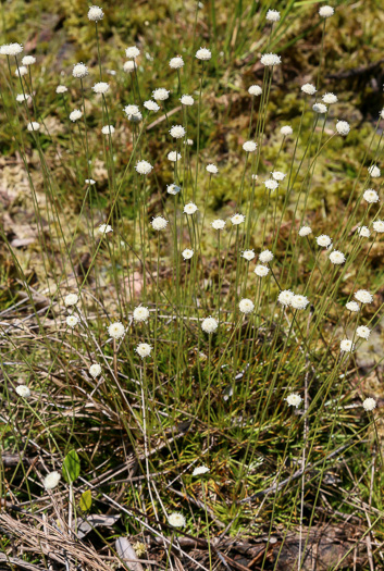 Yellow Hatpins