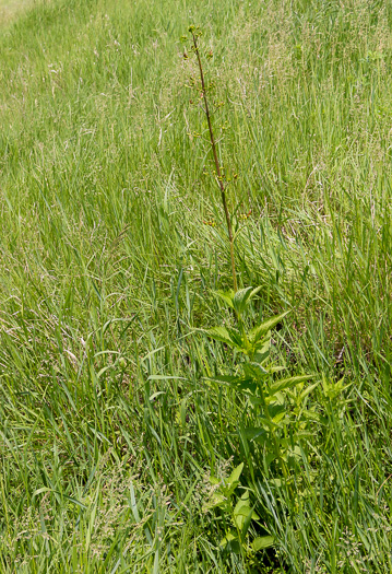 image of Scrophularia lanceolata, Hare Figwort, American Figwort, Lancelaf Figwort