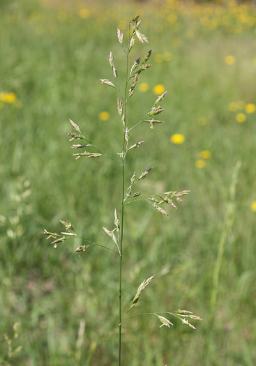 panicle