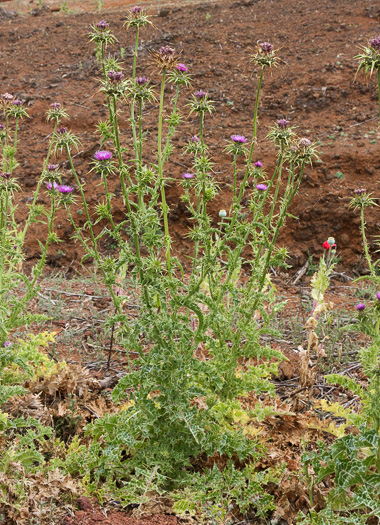 image of Silybum marianum, Blessed Milk-thistle, Blessed-thistle, Milk-thistle