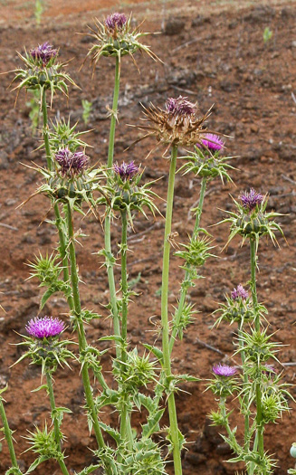 image of Silybum marianum, Blessed Milk-thistle, Blessed-thistle, Milk-thistle