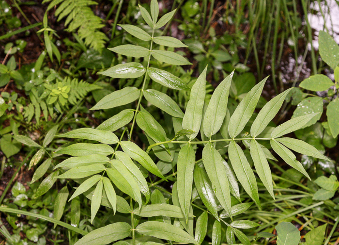 Sium suave, Hemlock Water-parsnip