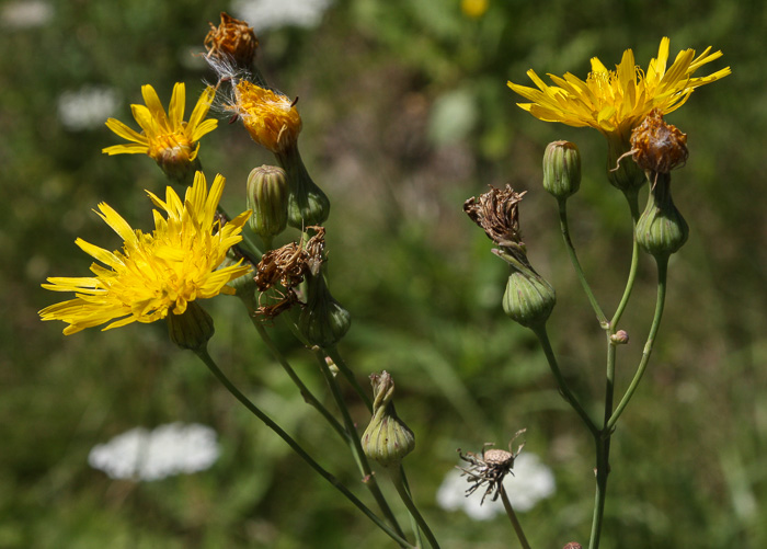 image of Sonchus arvensis var. glabrescens, Field Sowthistle, Perennial Sowthistle