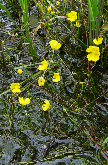 image of Utricularia biflora, Longspur Creeping Bladderwort, Twoflower Bladderwort