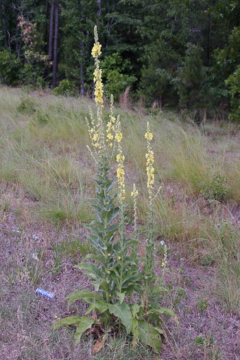 Verbascum phlomoides, Clasping Mullein, Orange Mullein