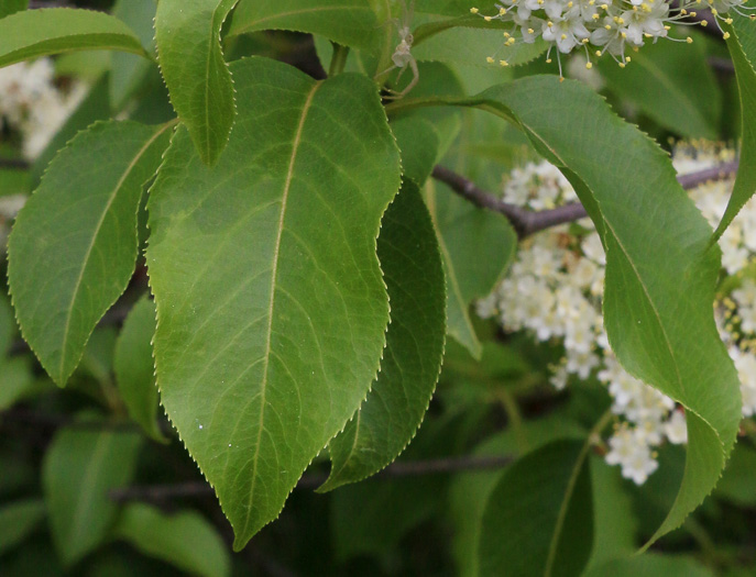 image of Viburnum lentago, Nannyberry, Sheepberry