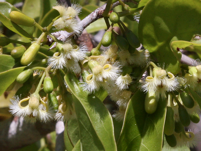 image of Ximenia americana, Tallow-wood, Hog-plum