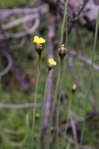 Roughleaf Yellow-eyed-grass