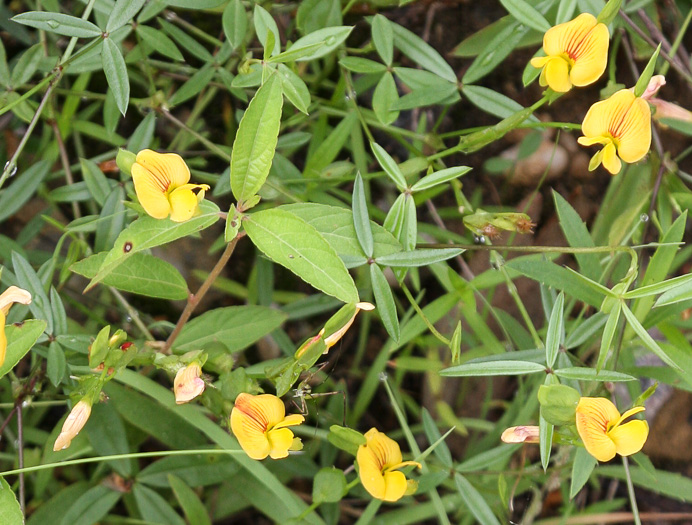 Zornia bracteata, Viperina, Zornia