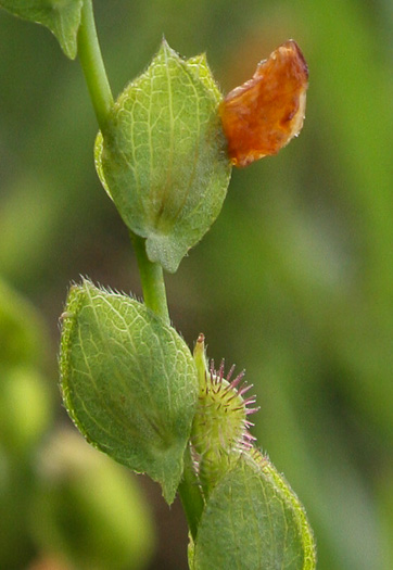 Zornia bracteata, Viperina, Zornia