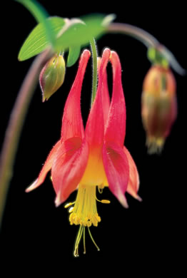 image of Aquilegia canadensis, Eastern Columbine, Canada Columbine