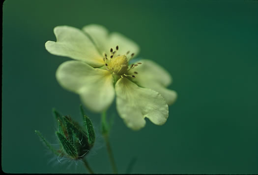 image of Potentilla recta, Rough-fruited Cinquefoil, Sulphur Cinquefoil, Sulphur Five-fingers