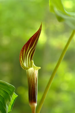 image of Arisaema triphyllum, Common Jack-in-the-Pulpit, Indian Turnip