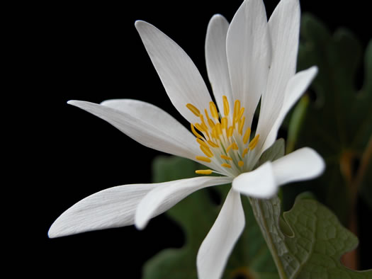 image of Sanguinaria canadensis, Bloodroot, Red Puccoon