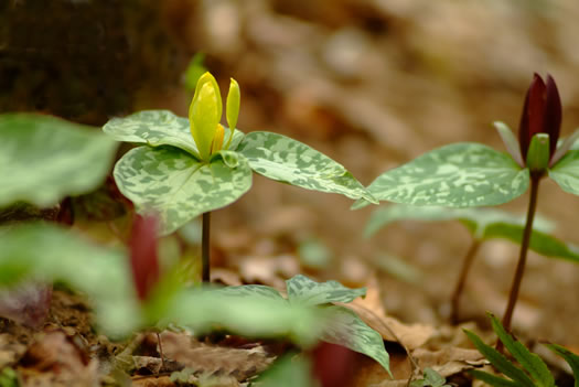 Trillium cuneatum, Little Sweet Betsy, Purple Toadshade