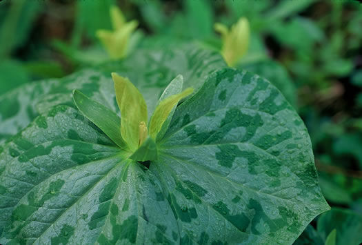 image of Trillium luteum, Yellow Trillium, Yellow Toadshade, Lemon-scented Trillium, Wax Trillium