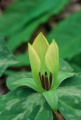 Pale Yellow Trillium