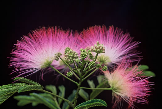 image of Albizia julibrissin, Mimosa, Silktree, Albizia