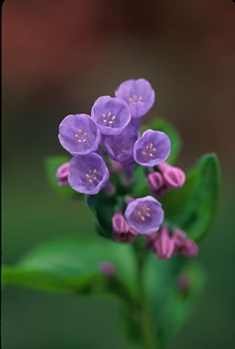 image of Mertensia virginica, Virginia Bluebells, Virginia Cowslip