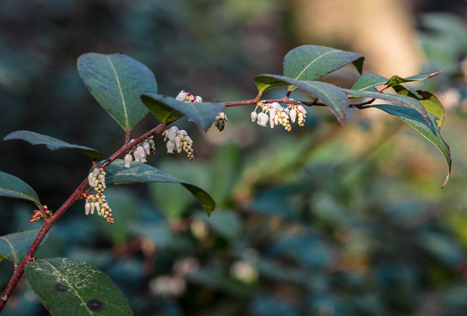 image of Leucothoe axillaris, Coastal Doghobble