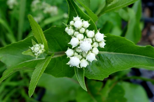 image of Parthenium integrifolium var. integrifolium, Common Wild Quinine