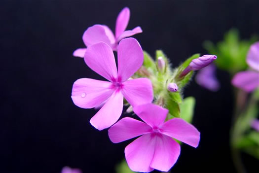 image of Phlox amoena, Hairy Phlox, Chalice Phlox