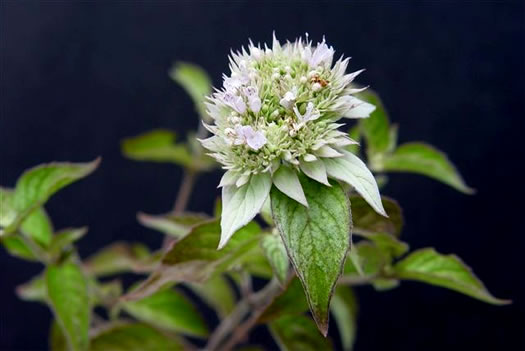 image of Pycnanthemum incanum +, Hoary Mountain-mint, White Mountain-mint