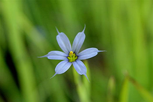 image of Sisyrinchium angustifolium, Narrowleaf Blue-eyed-grass, Stout Blue-eyed-grass