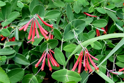 image of Lonicera sempervirens, Coral Honeysuckle, Trumpet Honeysuckle, Scarlet Honeysuckle, Woodbine