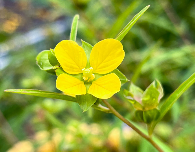 image of Ludwigia alternifolia, Alternate-leaf Seedbox, Bushy Seedbox