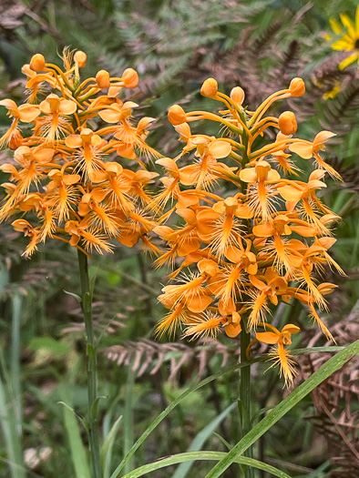 image of Platanthera ciliaris, Yellow Fringed Orchid