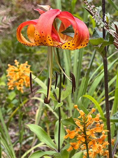 image of Lilium michauxii, Carolina Lily, Michaux’s Lily